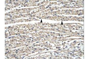 Image no. 1 for anti-Zinc Finger Protein 336 (ZNF336) (AA 30-79) antibody (ABIN6735838) (ZNF336 antibody  (AA 30-79))