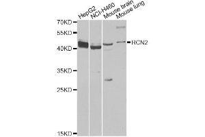 Western blot analysis of extracts of various cell lines, using RCN2 antibody (ABIN6293762) at 1:1000 dilution.