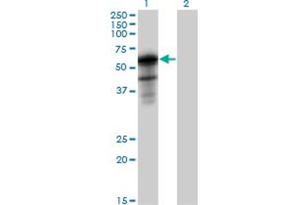 SH2B1 Antikörper  (AA 1-426)