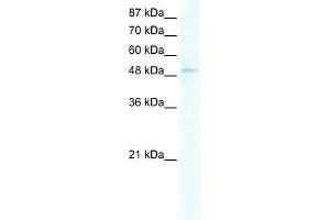 WB Suggested Anti-SIRT7 Antibody Titration:  0. (SIRT7 antibody  (C-Term))