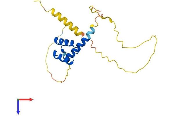 RAX2 Protein (AA 1-184) (His tag)