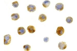 Immunohistochemistry (IHC) image for anti-Beclin 1, Autophagy Related (BECN1) (C-Term) antibody (ABIN1030289) (Beclin 1 antibody  (C-Term))