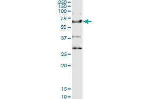 Immunoprecipitation of IL18R1 transfected lysate using anti-IL18R1 MaxPab rabbit polyclonal antibody and Protein A Magnetic Bead , and immunoblotted with IL18R1 purified MaxPab mouse polyclonal antibody (B01P) . (IL18R1 antibody  (AA 1-541))