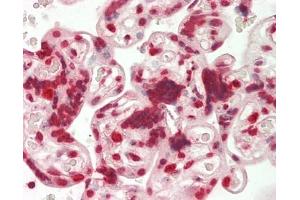Human Placenta: Formalin-Fixed, Paraffin-Embedded (FFPE). (MAMSTR antibody  (AA 9-37) (HRP))