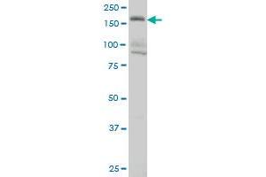 EIF4G3 antibody  (AA 1-515)