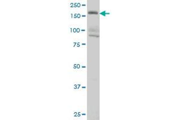 EIF4G3 antibody  (AA 1-515)