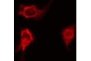 ABIN6276686 staining HeLa  cells by IF/ICC. (Clusterin antibody  (Internal Region))