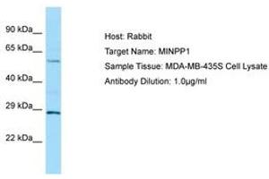 Image no. 1 for anti-Multiple Inositol-Polyphosphate Phosphatase 1 (MINPP1) (AA 409-458) antibody (ABIN6750007) (MINPP1 antibody  (AA 409-458))