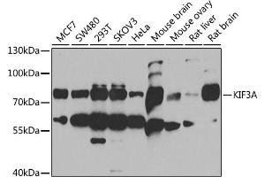 Western blot analysis of extracts of various cell lines, using KIF3A antibody (ABIN6128170, ABIN6142871, ABIN6142872 and ABIN6222335) at 1:1000 dilution. (KIF3A antibody  (AA 430-699))