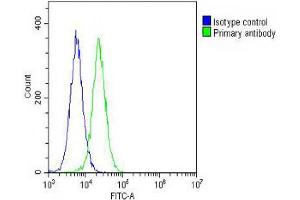 Overlay histogram showing Hela cells stained with (ABIN655653 and ABIN2845127) (green line). (CREB1 antibody  (AA 105-132))