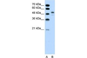 Western Blotting (WB) image for anti-POU Class 3 Homeobox 2 (POU3F2) antibody (ABIN2460197) (POU3F2 antibody)