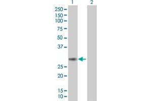 PCSK4 antibody  (AA 1-242)