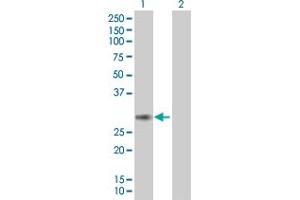 Western Blot analysis of PCSK4 expression in transfected 293T cell line ( H00054760-T01 ) by PCSK4 MaxPab polyclonal antibody.