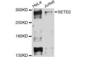 Western blot analysis of extracts of various cell lines, using SETD2 Antibody (ABIN5998788) at 1/1000 dilution. (SETD2 antibody)
