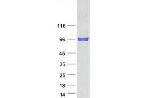 Western Blotting (WB) image for Nuclear Factor I/A (NFIA) (Transcript Variant 1) protein (Myc-DYKDDDDK Tag) (ABIN2727222)