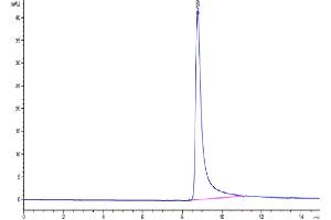 The purity of Human FNDC1 is greater than 95 % as determined by SEC-HPLC.