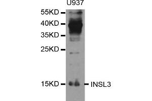 Western blot analysis of extracts of U-937 cells, using INSL3 antibody (ABIN5973356) at 1/1000 dilution. (INSL3 antibody)