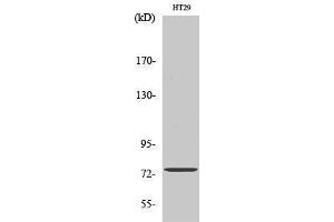 Western Blotting (WB) image for anti-Acyl-CoA Synthetase Short-Chain Family Member 1 (ACSS1) (C-Term) antibody (ABIN3183154) (ACSS1 antibody  (C-Term))