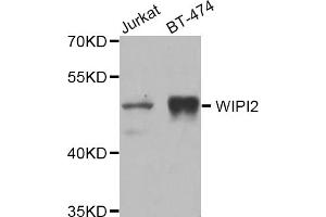 Western blot analysis of extracts of various cell lines, using WIPI2 antibody (ABIN5975599) at 1/1000 dilution. (WIPI2 antibody)