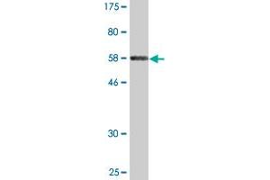 Western Blot detection against Immunogen (56.