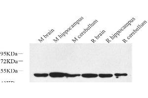 Western Blot analysis of various samples using RBFOX3 Polyclonal Antibody at dilution of 1:1000. (NeuN antibody)