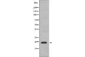 Western blot analysis of extracts from RAW264. (PTTG1IP antibody  (C-Term))