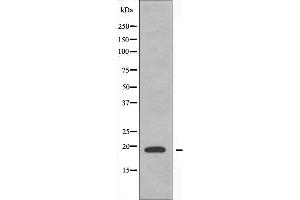 PTTG1IP antibody  (C-Term)