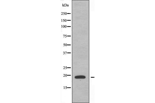 PTTG1IP antibody  (C-Term)