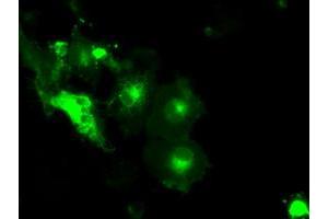 Anti-SLC2A5 mouse monoclonal antibody (ABIN2452658) immunofluorescent staining of COS7 cells transiently transfected by pCMV6-ENTRY SLC2A5 (RC200418). (SLC2A5 antibody)