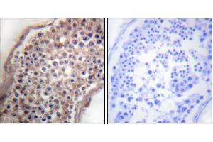 Peptide - +Immunohistochemical analysis of paraffin-embedded human testis tissue using Ephrin B (Ab-330) antibody (#B0010). (EFNB1/2 (Tyr330) antibody)