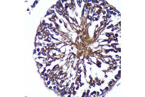 Immunohistochemistry of paraffin-embedded Rat testis using Bif-1 Rabbit pAb (ABIN7270280) at dilution of 1:100 (40x lens). (SH3GLB1 antibody  (AA 120-365))