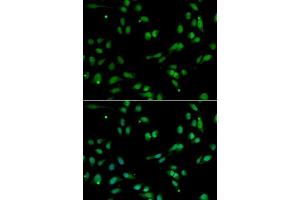 Immunofluorescence (IF) image for anti-Acidic (Leucine-Rich) Nuclear phosphoprotein 32 Family, Member A (ANP32A) (AA 1-170) antibody (ABIN6136909)