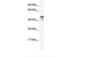 Image no. 2 for anti-Keratin 15 (KRT15) (C-Term) antibody (ABIN6735909) (KRT15 antibody  (C-Term))
