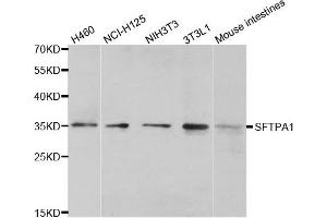 Western blot analysis of extracts of various cell lines, using SFTPA1 antibody. (Surfactant Protein A1 antibody)