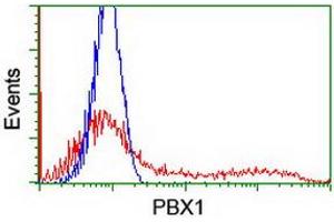 Image no. 3 for anti-Pre-B-Cell Leukemia Homeobox Protein 1 (PBX1) antibody (ABIN1500044) (PBX1 antibody)