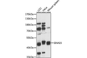 Western blot analysis of extracts of various cell lines, using GN antibody (ABIN7267536) at 1:1000 dilution. (GNA15 antibody  (AA 112-374))