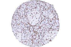 Collagen IV positive membranes surround pancreatic acini. (Recombinant Collagen IV antibody)