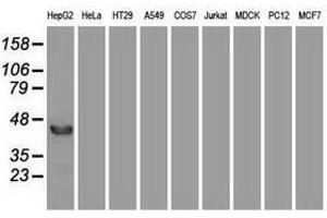 Image no. 2 for anti-Fibroblast Growth Factor 2 (Basic) (FGF2) (AA 10-155) antibody (ABIN1490786) (FGF2 antibody  (AA 10-155))