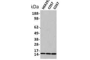Western blot analysis of extracts of various celllines,using Acetyl-Histone H3 (Lys18) Antibody. (Histone 3 antibody  (H3K18ac))