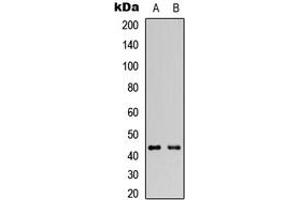 Western blot analysis of GATA1 expression in HeLa (A), HEK293T (B) whole cell lysates. (GATA1 antibody  (C-Term))