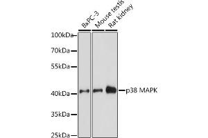 Western blot analysis of extracts of various cell lines, using p38 MAPK antibody (ABIN7268616) at 1:1000 dilution. (MAPK14 antibody  (C-Term))