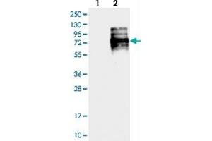 Western blot analysis of Lane 1: Negative control (vector only transfected HEK293T lysate), Lane 2: Over-expression Lysate (Co-expressed with a C-terminal myc-DDK tag (~3. (HEMGN antibody)