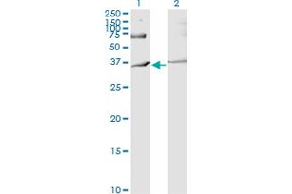 RNF144B 抗体  (AA 1-100)