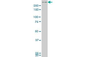 SMG1 monoclonal antibody (M04), clone 2B10 Western Blot analysis of SMG1 expression in Hela S3 NE . (SMG1 antibody  (AA 2922-3031))