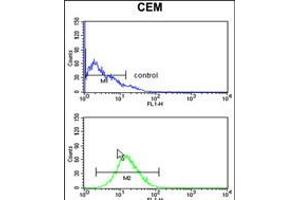 Flow cytometry analysis of CEM cells (bottom histogram) compared to a negative control cell (top histogram). (BAT4 antibody  (C-Term))