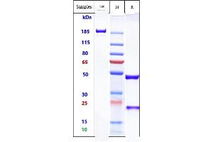 Anti-IgE Reference Antibody (talizumab) on SDS-PAGE under reducing (R) condition. (Recombinant IgE (Talizumab Biosimilar) antibody)