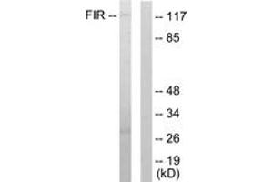 Western Blotting (WB) image for anti-FERM, RhoGEF and Pleckstrin Domain Protein 2 (FARP2) (AA 331-380) antibody (ABIN2889354) (FARP2 antibody  (AA 331-380))