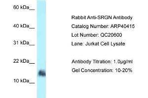 WB Suggested Anti-SRGN Antibody   Titration: 1. (SRGN antibody  (N-Term))