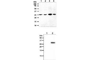 The cell lysates (40ug) were resolved by SDS-PAGE, transferred to PVDF membrane and probed with anti-human OSTF1 antibody (1:1000).