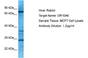 Host: Rabbit Target Name: OR10A6 Sample Type: MCF7 Whole Cell lysates Antibody Dilution: 1. (OR10A6 antibody  (C-Term))